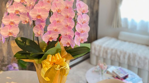 モンアムール写真2